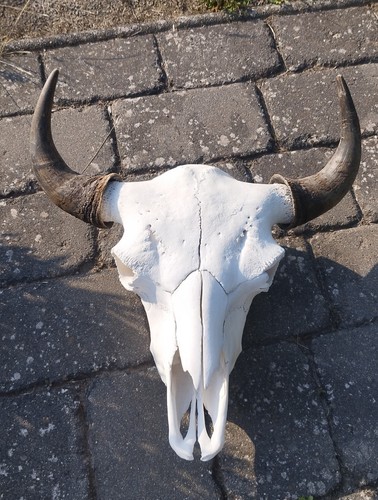 Bisonschädel